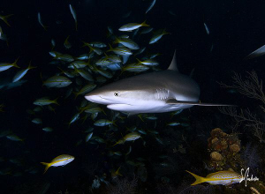 This image of was taken while this reef Shark made it's w... by Steven Anderson 